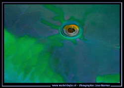 The beautiful Eye of a Parrot Fish... :O)... by Michel Lonfat 